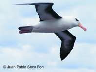 black-browed albatross flying by juan pablo seco pon